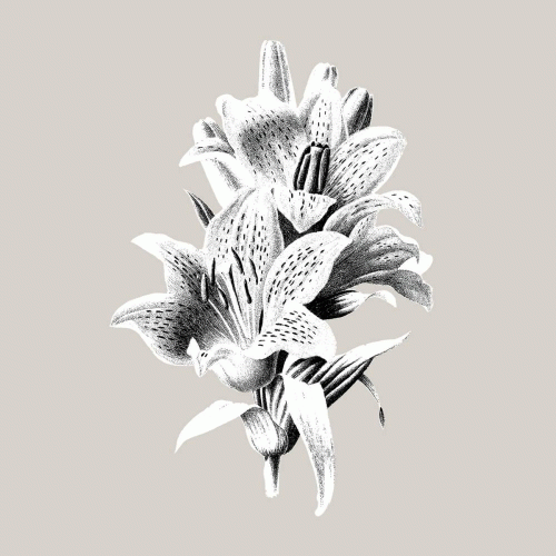 Sannhet (USA) : Short Life